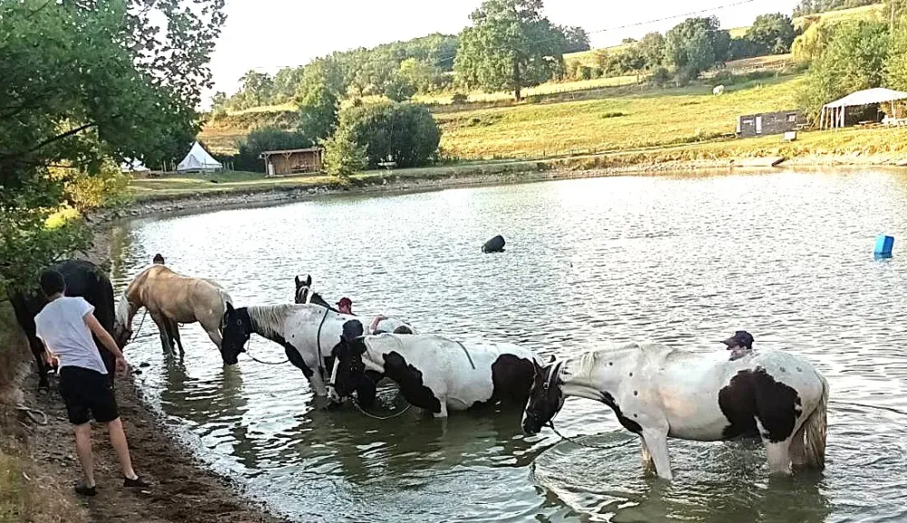 Baignade chevaux